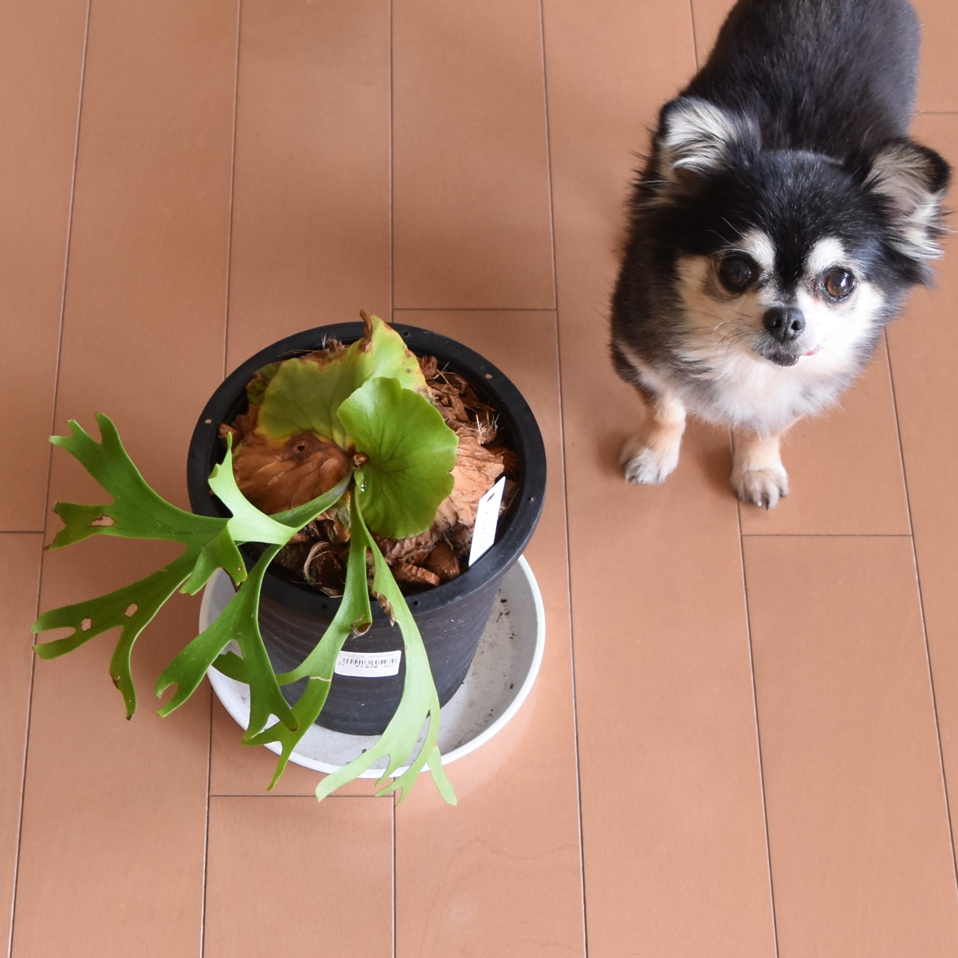 キッチャクード買いました◇新しいコウモリランとベランダの植物と植え